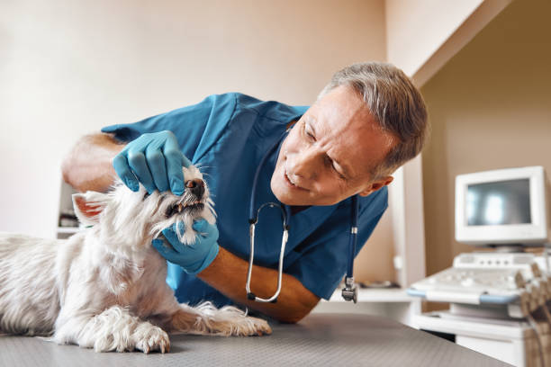 Best Weekend Emergency Dentist in Citronelle, AL